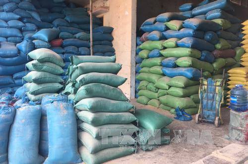 Thị trường lúa gạo trong nước biến động nhẹ 